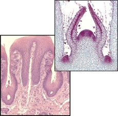 Diagnòstic histològic animal i vegetal